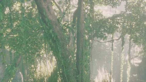 Videohive - Morning Light in Beautiful Jungle Garden - 48099617 - 48099617