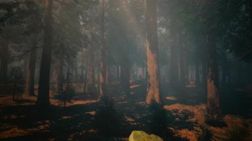 Videohive - A Foggy Forest with a Tent in the Center - 48124015 - 48124015