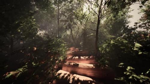 Videohive - Strolling Along a Hazy Path in the Midst of the Jungle - 48126529 - 48126529