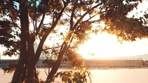 Videohive - Sun Shining Through Tree with Lens Flair - 48126572 - 48126572