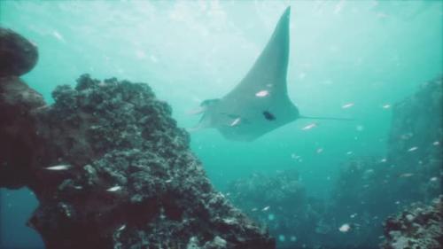 Videohive - Underwater View of Hovering Giant Oceanic Manta Ray - 48126853 - 48126853