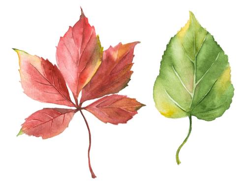 Abstract watercolor collection of autumn leaves. Hand drawn nature design elements isolated on white background. 647202681