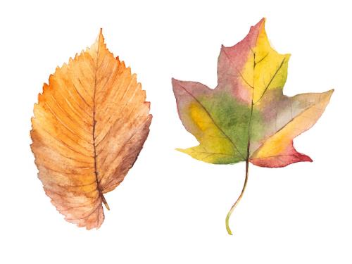 Abstract watercolor collection of autumn leaves. Hand drawn nature design elements isolated on white background. 647202568