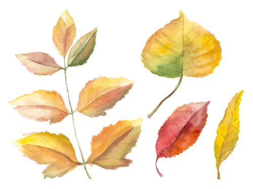 Abstract watercolor collection of autumn leaves. Hand drawn nature design elements isolated on white background. 647202543