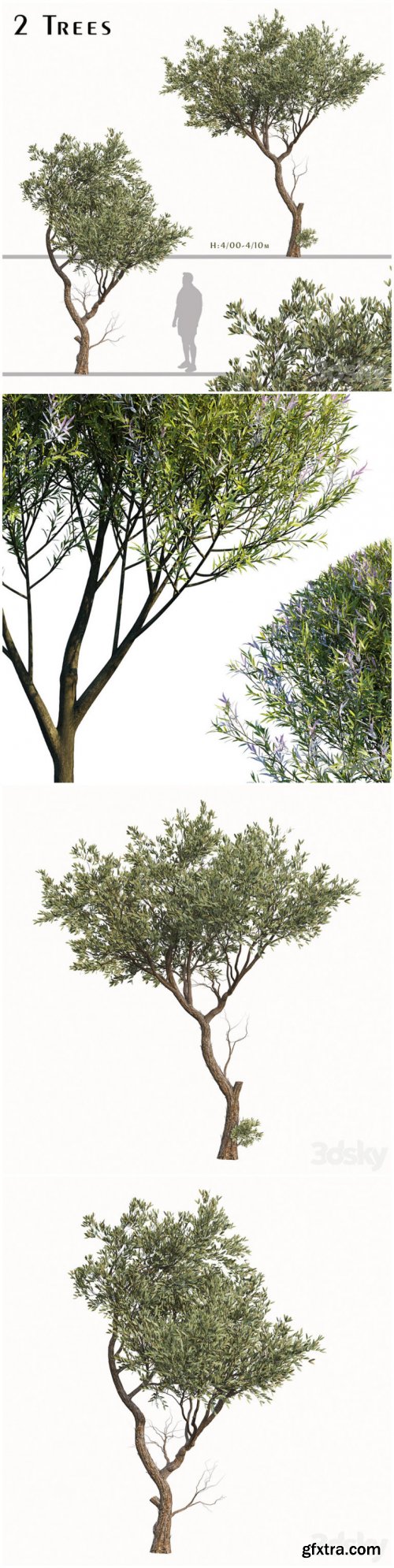 Set of Fruitless Olive Trees (Olea Europaea) (2 Trees) 