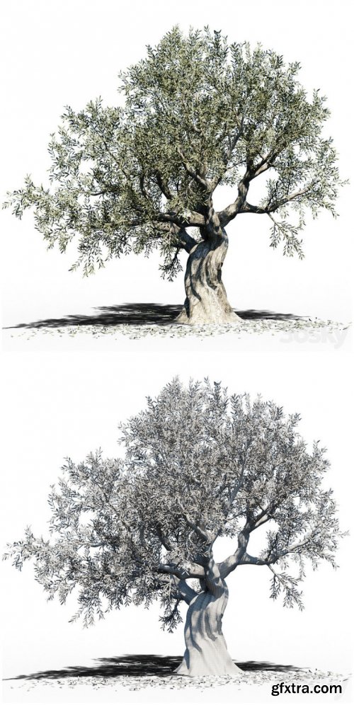 Olive Tree (Europa Olea) # 3