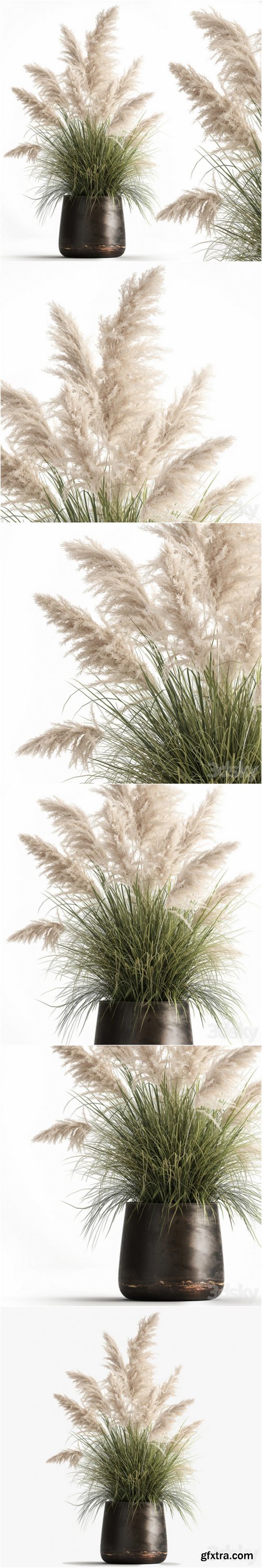 Bush white pampas grass in a street rusty metal pot, white reed, Cortaderia. 1032