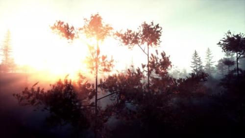 Videohive - Foggy Green Pine Forest with Canopies of Spruce Trees and Sunrise Rays - 48097637 - 48097637