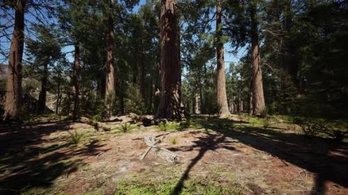 Videohive - Giant Sequoia Trees at Summertime in Sequoia National Park - 48098891 - 48098891