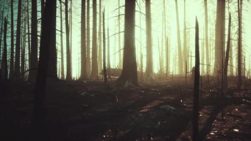 Videohive - Burned Trees After Wildfire with Pollution and a Lot of Smoke - 48099998 - 48099998