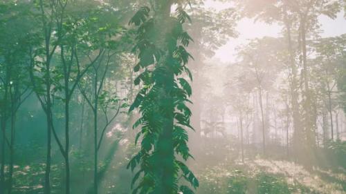 Videohive - Sunlight Rays Pour Through Leaves in a Rainforest - 48126940 - 48126940