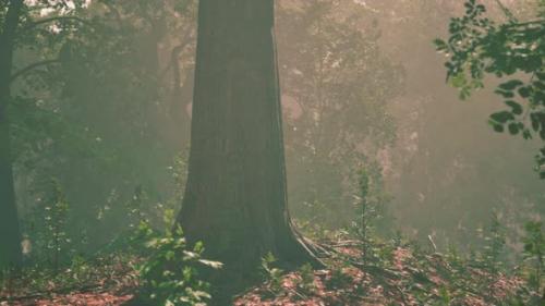 Videohive - Wooded Forest Trees Backlit By Golden Sunlight - 48126946 - 48126946