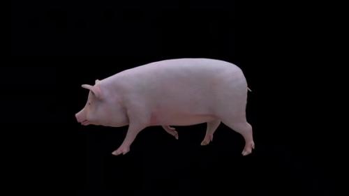 Videohive - Pig Walk - 48077578 - 48077578