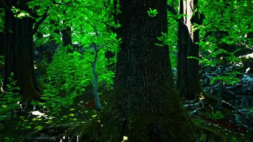 Videohive - A Dense Forest with Vibrant Green Trees - 48094029 - 48094029
