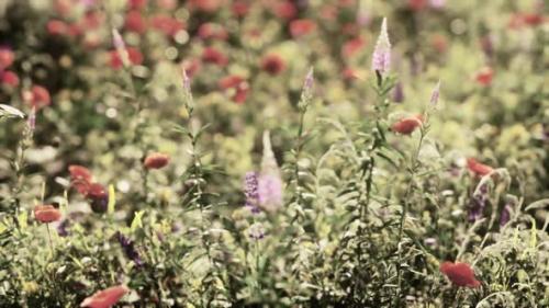 Videohive - Wild Flower Mix with Poppies - 48098653 - 48098653