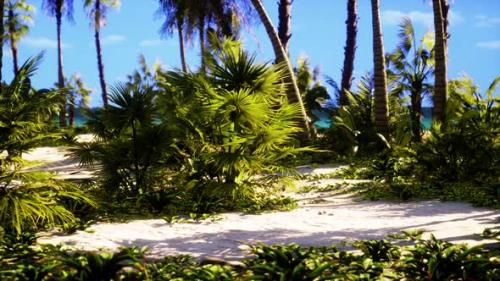 Videohive - Miami South Beach Park with Palms - 48098687 - 48098687