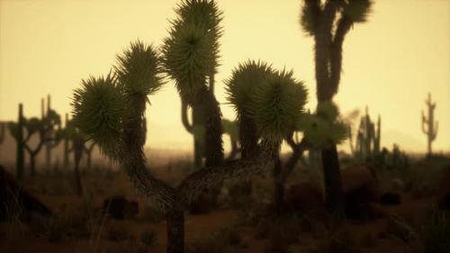 Videohive - Night at Saguaro National Park in Desert of Arizona - 48099742 - 48099742