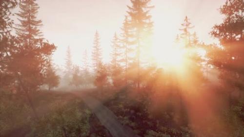 Videohive - Majestic Sun Rays Shining Through Coniferous Foliage - 48126768 - 48126768