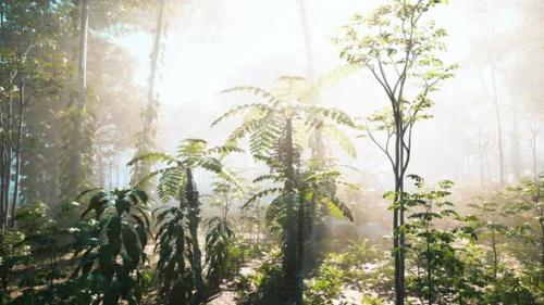 Videohive - Green Branches of a Palm Trees - 48126935 - 48126935