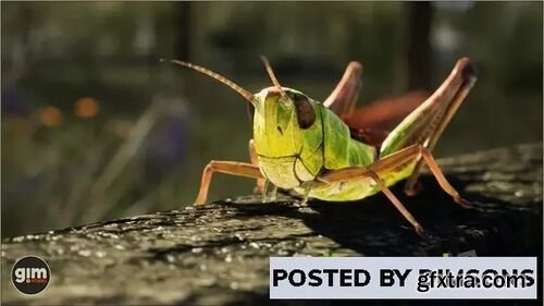 Animalia - Meadow Grasshopper v4.20-4.27, 5.0-5.2