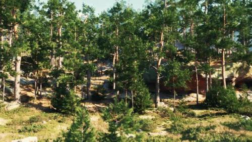 Videohive - Coniferous Trees Thrive on Rocky Cliffs Buffeted By Winds - 48195593 - 48195593