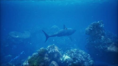 Videohive - Large Great White Shark Swims Near the Surface Off the Coast - 48194772 - 48194772