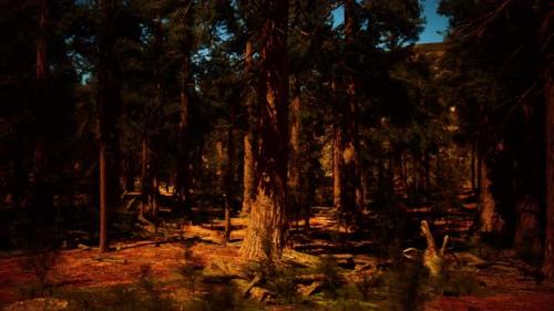 Videohive - Sequoia Trees Bathed in the Last Light of Day - 48194786 - 48194786