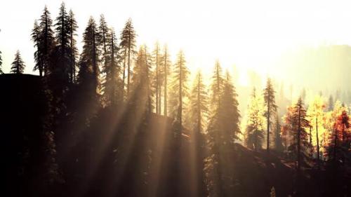 Videohive - Stunning Evergreen Forest in the Hills at Dusk - 48195141 - 48195141