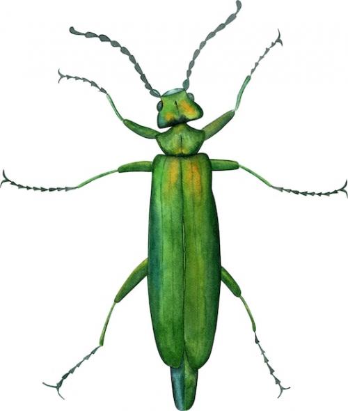 Premium PSD | Watercolor green beetle insect illustration Premium PSD