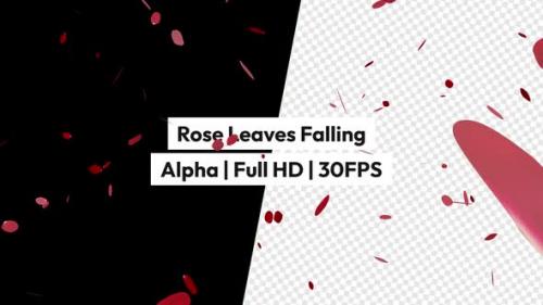 Videohive - Rose Leaves Falling Alpha - 48107903 - 48107903