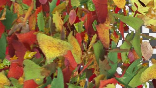 Videohive - Autumn Leaves Transition - 48110767 - 48110767