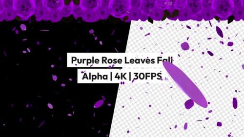 Videohive - Purple Rose Leaves Falling Alpha - 48119771 - 48119771