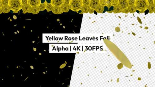 Videohive - Yellow Rose Leaves Falling Alpha - 48119864 - 48119864