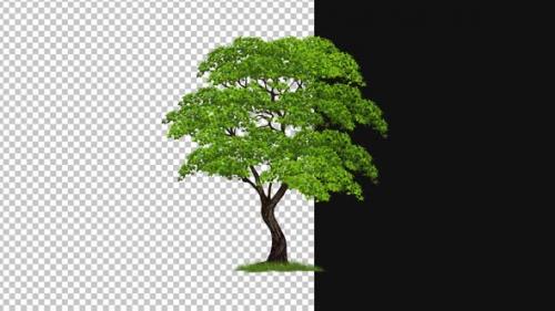 Videohive - Tree in Wind Animation Alpha 1080p - 48224383 - 48224383