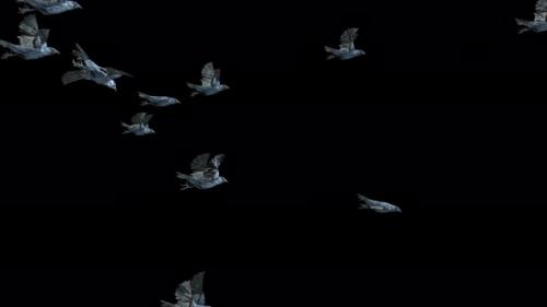 Videohive - 22 Crow Bird Bat Flying 4K - 48242328 - 48242328