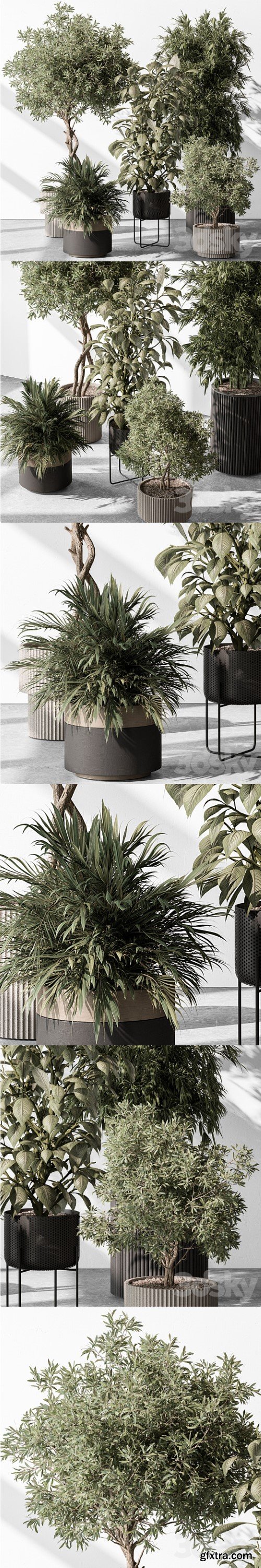 Indoor Plant 531 -Tree in Pot
