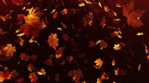 Videohive - Maple Leaves 01 4K - 48268916 - 48268916