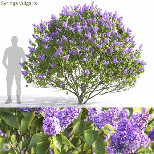 Syringa vulgaris