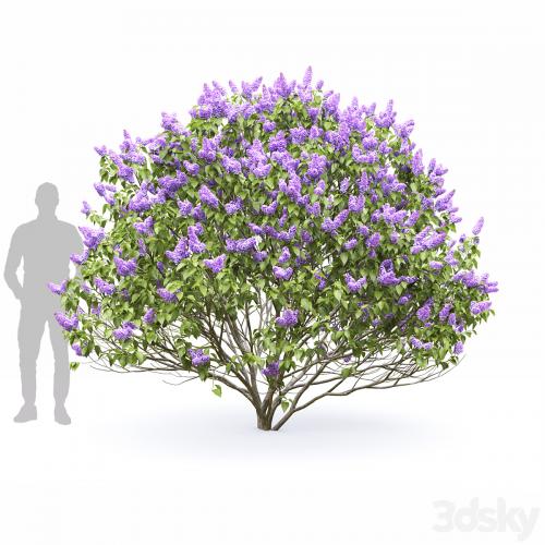 Syringa vulgaris