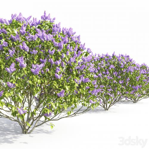 Syringa vulgaris