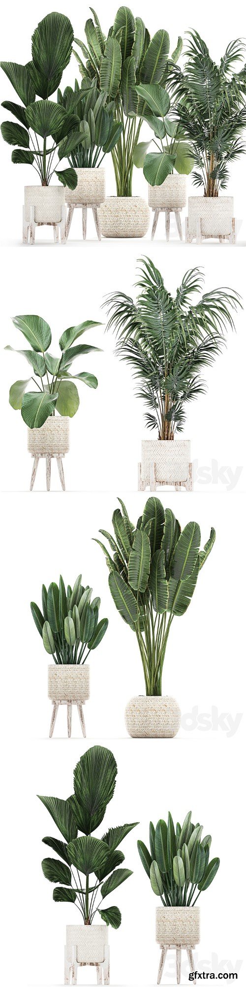 Collection of interior plants in white rattan baskets, flowerpot, banana palm, Howea, Likuala, kalatea lutea. Set 713.