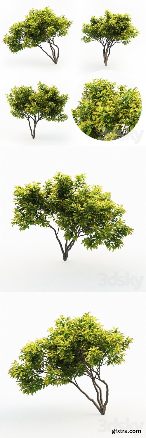 Magnolia (4m) 3 Tree Set