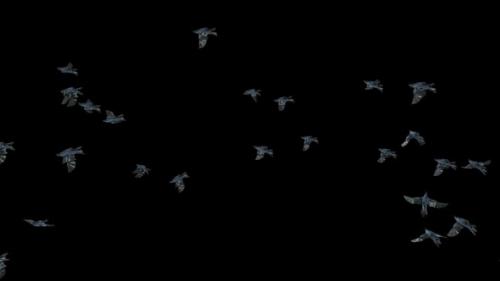 Videohive - 22 Crow Bird Bat Flying HD - 48369444 - 48369444