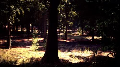 Videohive - The Sun Shining Through the Trees in a Beautiful Woodland Scene - 48388024 - 48388024