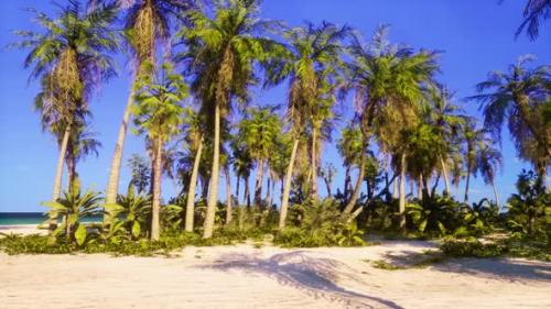 Videohive - A Tropical Paradise with Palm Trees and a Pristine Beach - 48388189 - 48388189