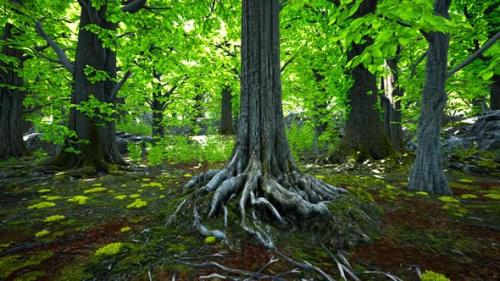 Videohive - A Majestic Tree with Impressive Roots - 48388238 - 48388238