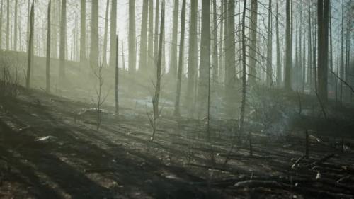 Videohive - A Burned Forest with Charred Trees and a Haunting Atmosphere - 48388245 - 48388245