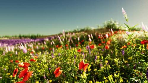Videohive - A Colorful Field of Flowers Under a Clear Blue Sky - 48388267 - 48388267