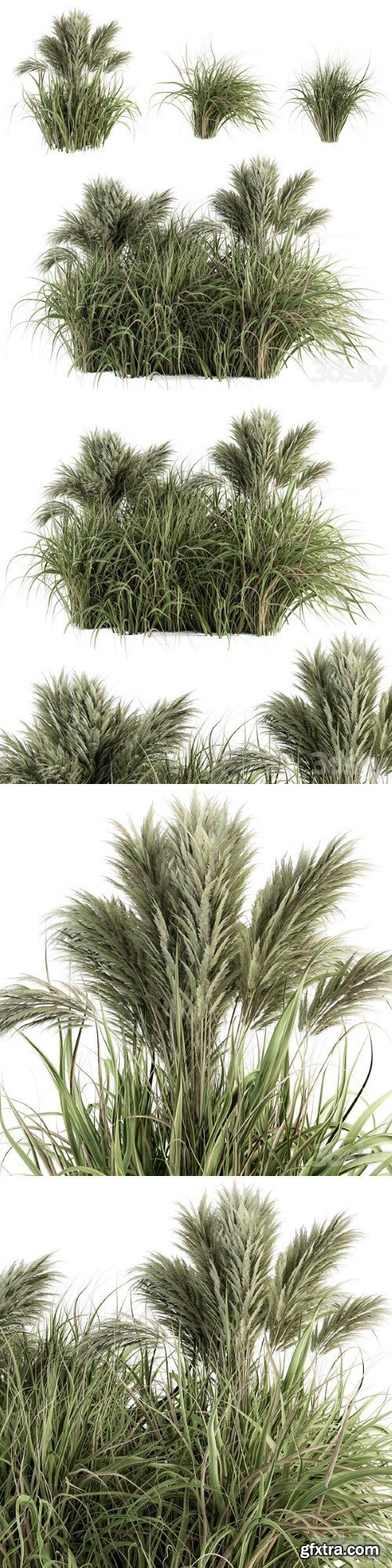 Pampas Bush Bush Set 21