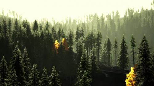Videohive - A Dense Forest with Towering Trees Reaching Towards the Sky - 48388508 - 48388508